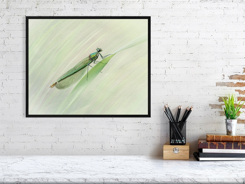 Female Banded Demoiselle - Image 4