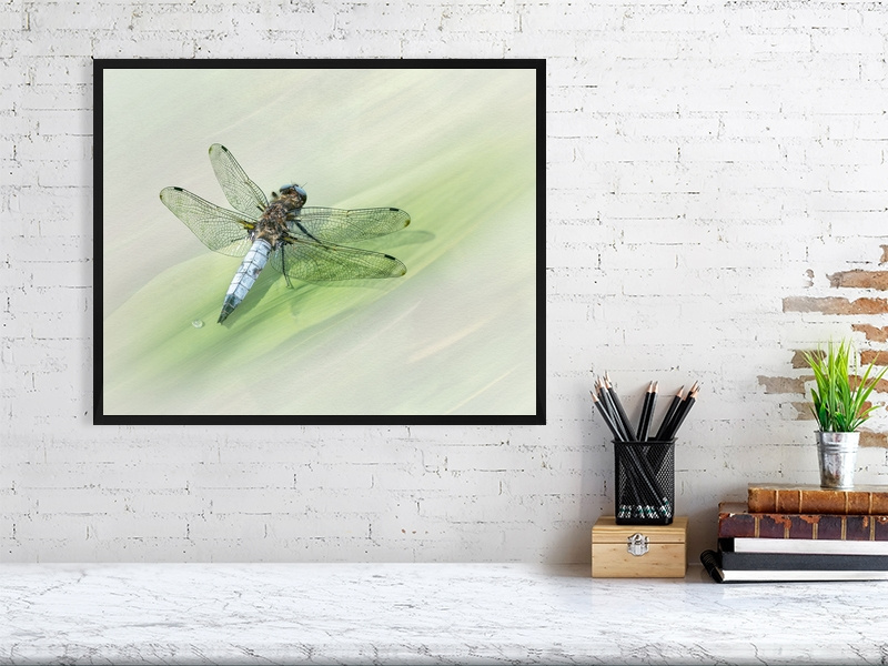 Male Scarce Chaser - Image 4