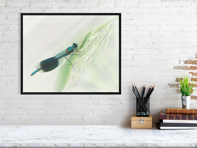 Male Banded Demoiselle - Image 4