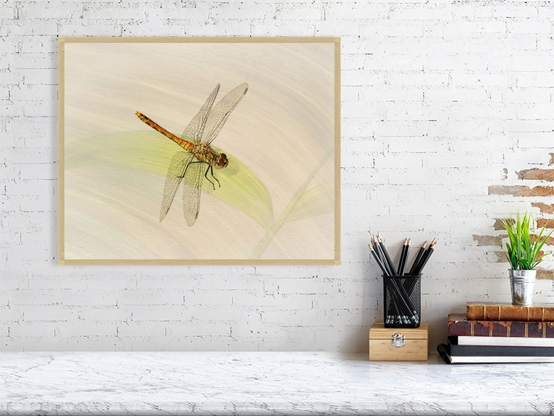 Female Ruddy Darter - Image 4