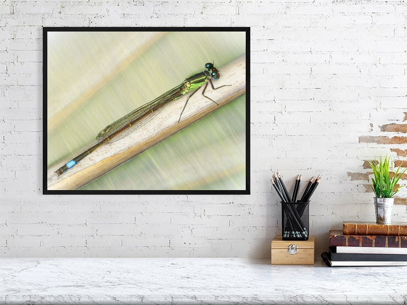 Immature Male Blue Tailed Damselfly - Image 4