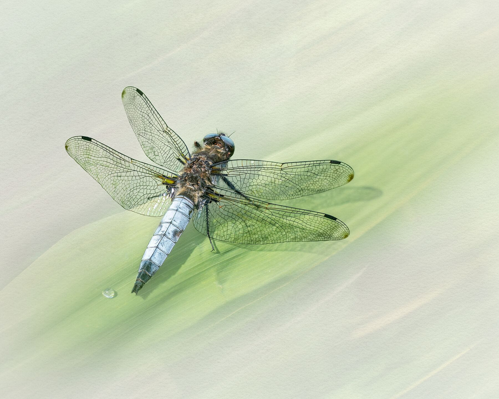 Male Scarce Chaser - Image 2