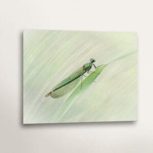 Female Banded Demoiselle