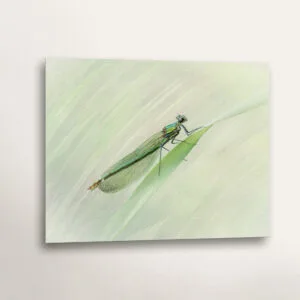 Female Banded Demoiselle