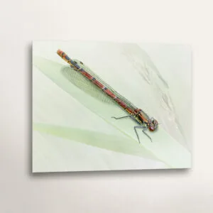 Female Large Red Damselfly