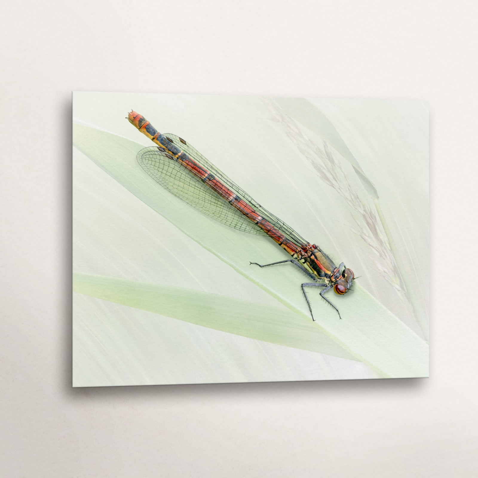 Female Large Red Damselfly