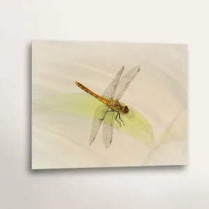 Female Ruddy Darter