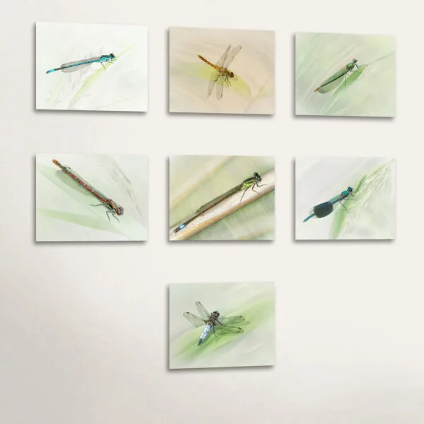 Wingèd Beasties (2023/24/25)