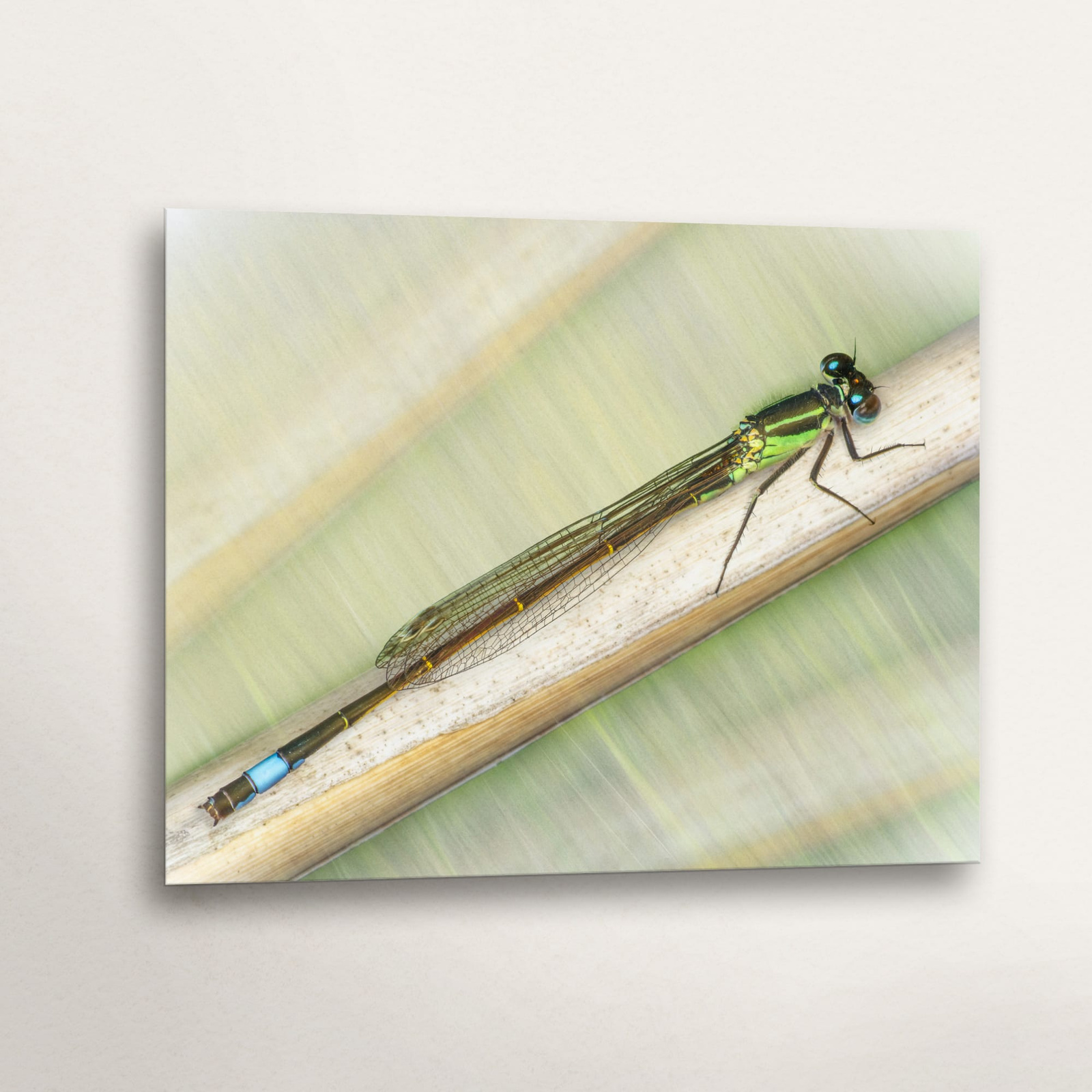 Immature Male Blue Tailed Damselfly