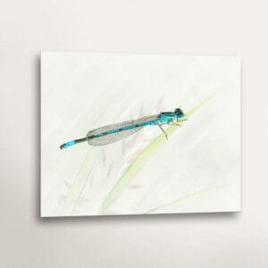 Male Azure Damselfly