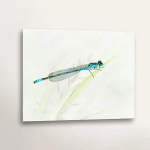 Male Azure Damselfly