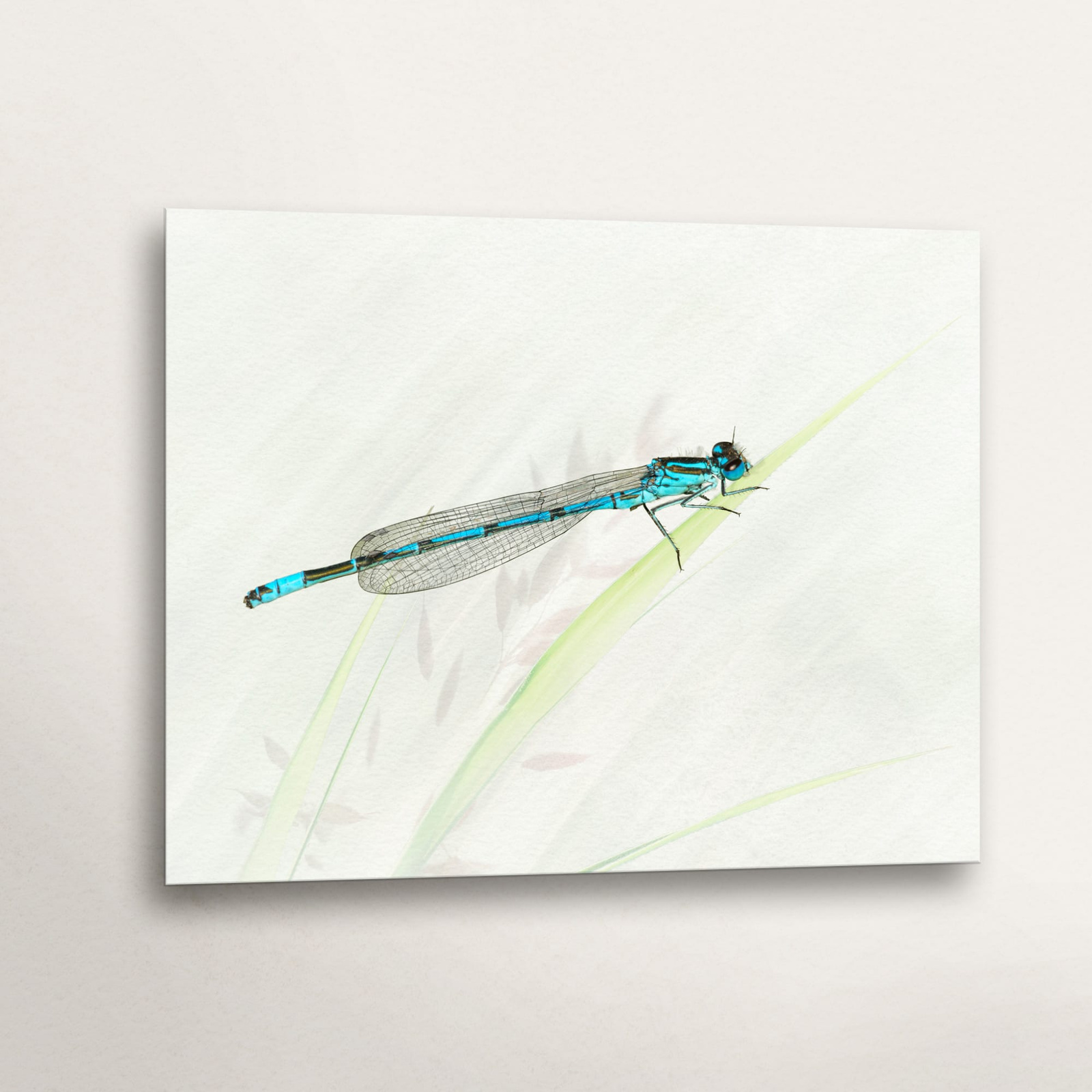 Male Azure Damselfly