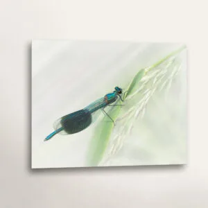 Male Banded Demoiselle