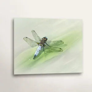 Male Scarce Chaser