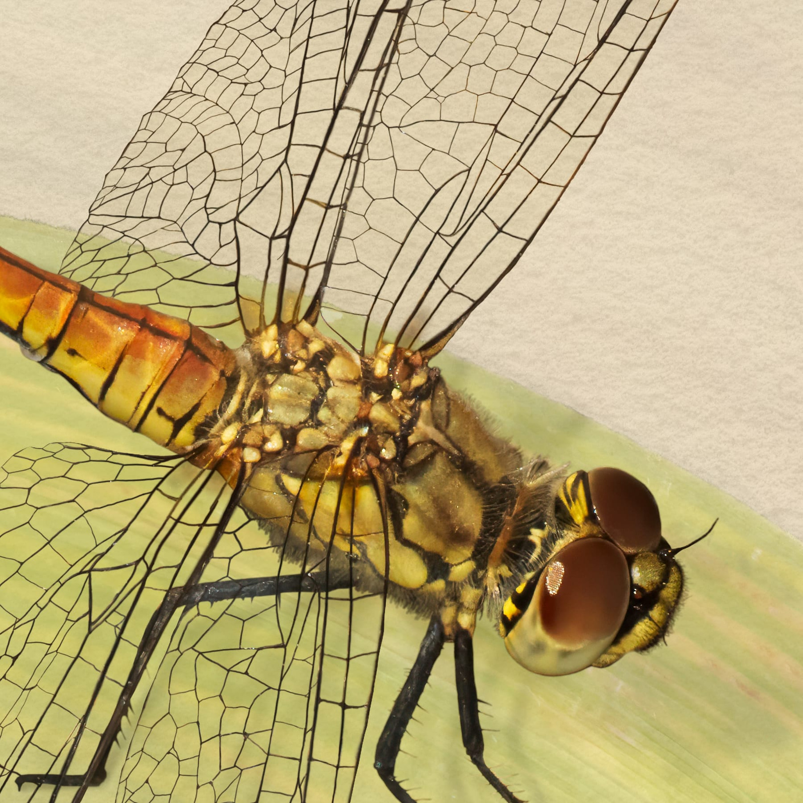 Female Ruddy Darter - Image 3